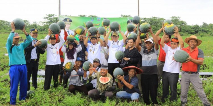 Gubernur Kaltara ikut panen buah Semangka di Desa Sajau Hilir. (Foto DKISP Kaltara)