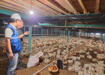 Kehadiran energi listrik yang  andal dan terjangkau berdampak positif bagi daya beli masyarakat dan pertumbuhan ekonomi, salah satunya terhadap usaha pembibitan ayam di Muara Enim, Sumatera Selatan.