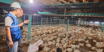 Kehadiran energi listrik yang  andal dan terjangkau berdampak positif bagi daya beli masyarakat dan pertumbuhan ekonomi, salah satunya terhadap usaha pembibitan ayam di Muara Enim, Sumatera Selatan.
